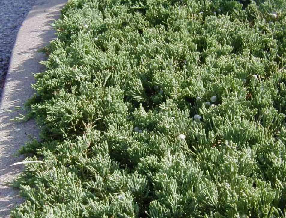 örökzöldek erkélyre