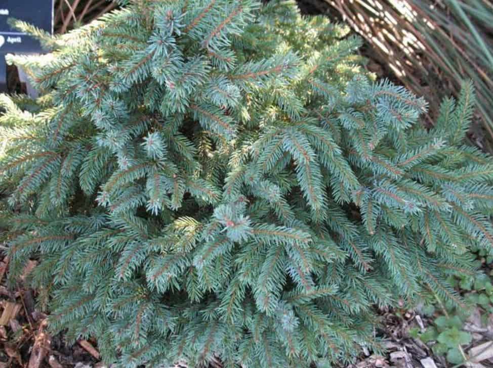 télálló növények erkélyre