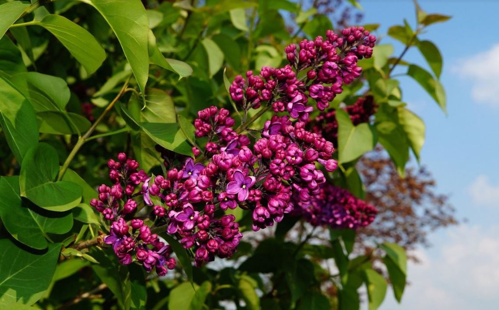 egész nyáron virágzó cserjék