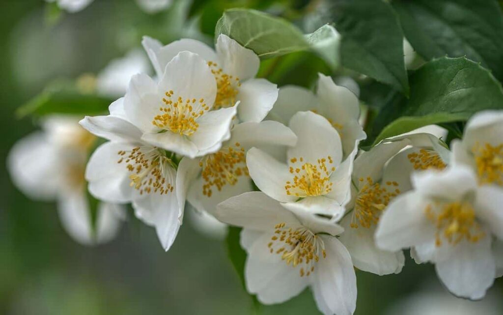 hosszan virágzó cserjék, folyton virágzó cserjék