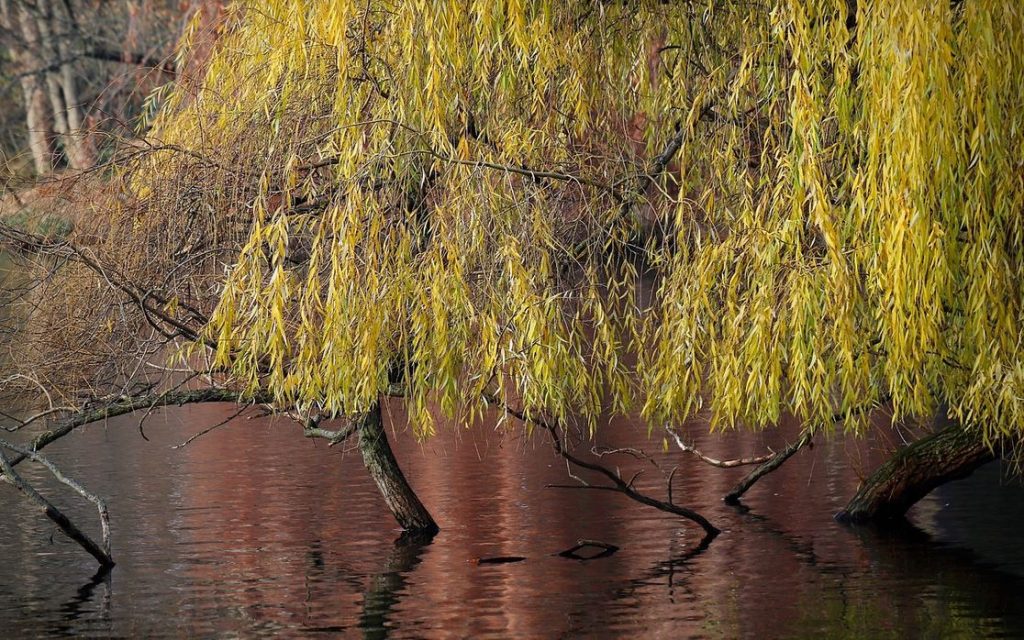 milyen gyorsan nő a fűzfa