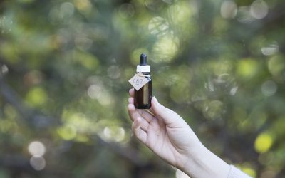 A kannabisz története: hogyan lett egy betiltott növényből az évszázad befektetése?