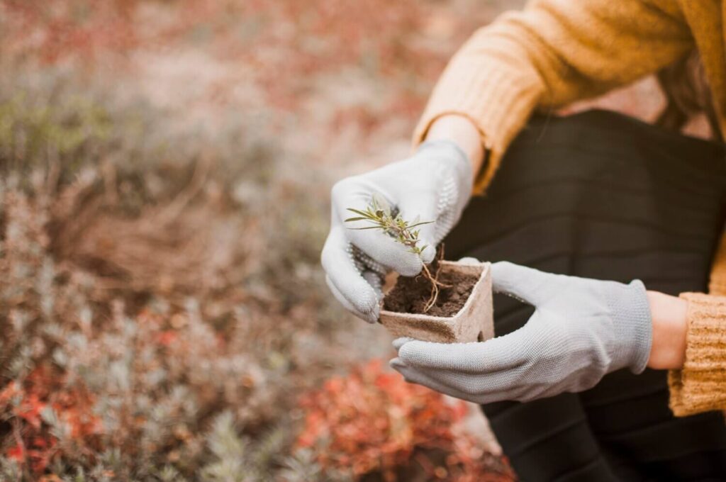 Kerti növények átteleltetése – mi marad kint, mi költözik be, és mitől múlik el tavasszal az egész