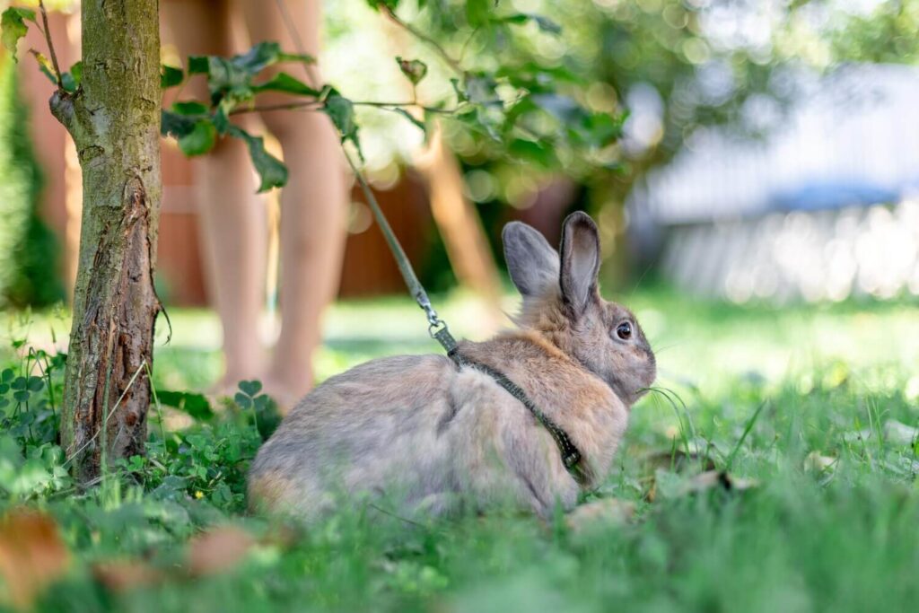 Nyúl, görény, kisebb háziállat: nem kertállók alapból